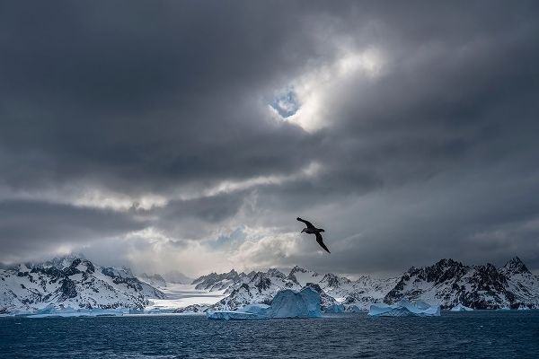 Antarctica-South Georgia Island Stormy sunset on glacier and flying bird